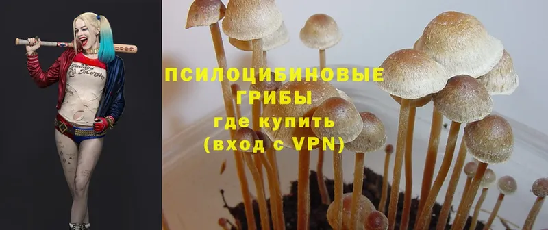 Галлюциногенные грибы Psilocybe Отрадное